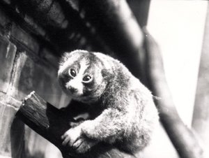 Slow Loris on a branch at the zoo